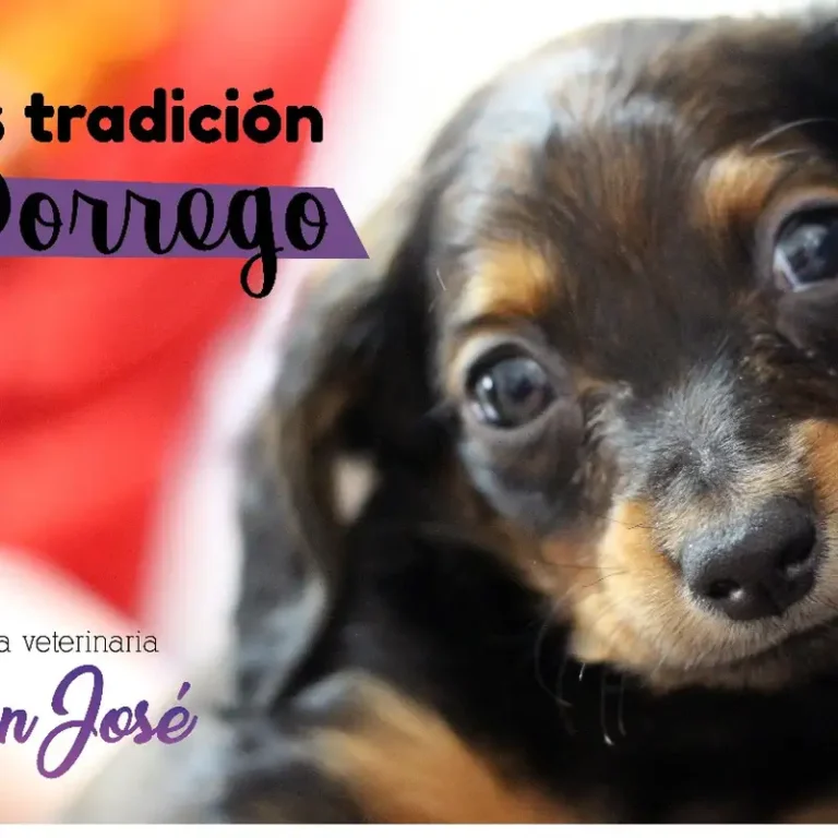 san jose veterinaria mendoza 768x768
