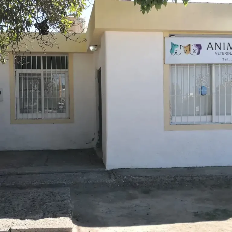 veterinaria animarum 768x768
