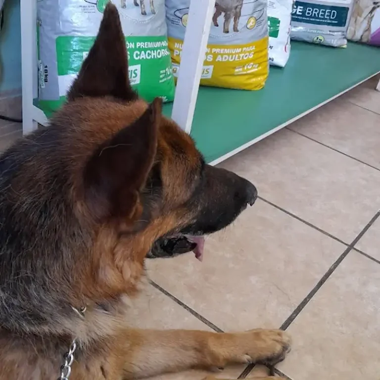 veterinaria cuatro patas mendoza 768x768