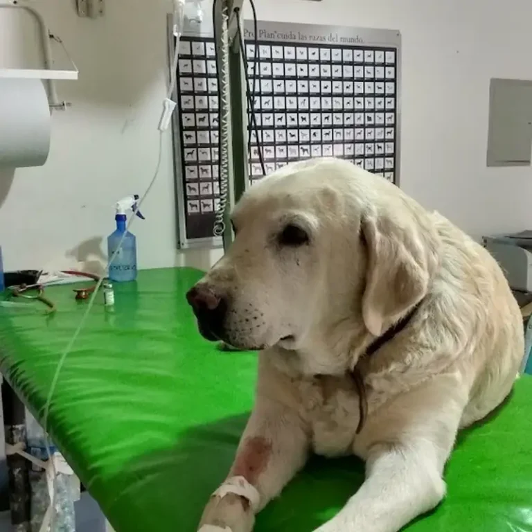 veterinaria del este mendoza 768x768