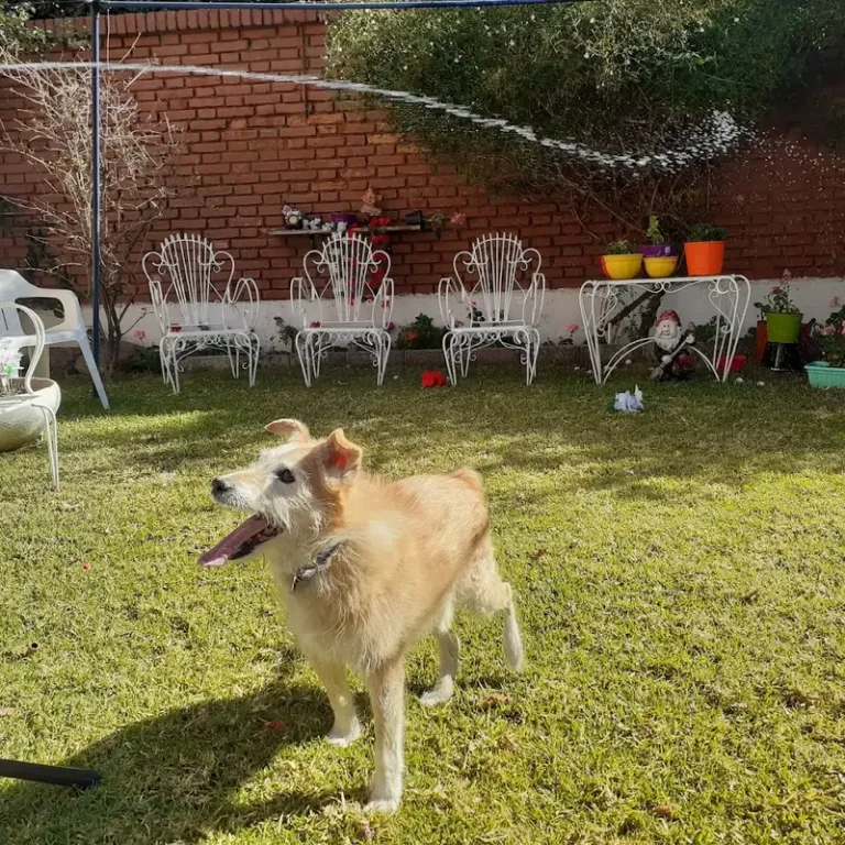 veterinaria dorrego 768x768