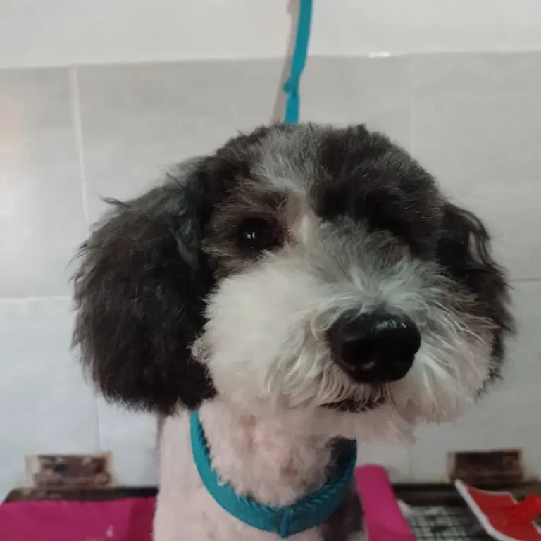veterinaria el candil 768x768