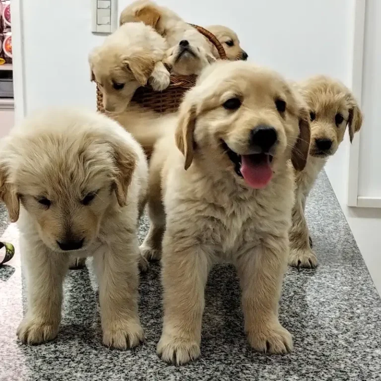 veterinaria la huenco 768x768