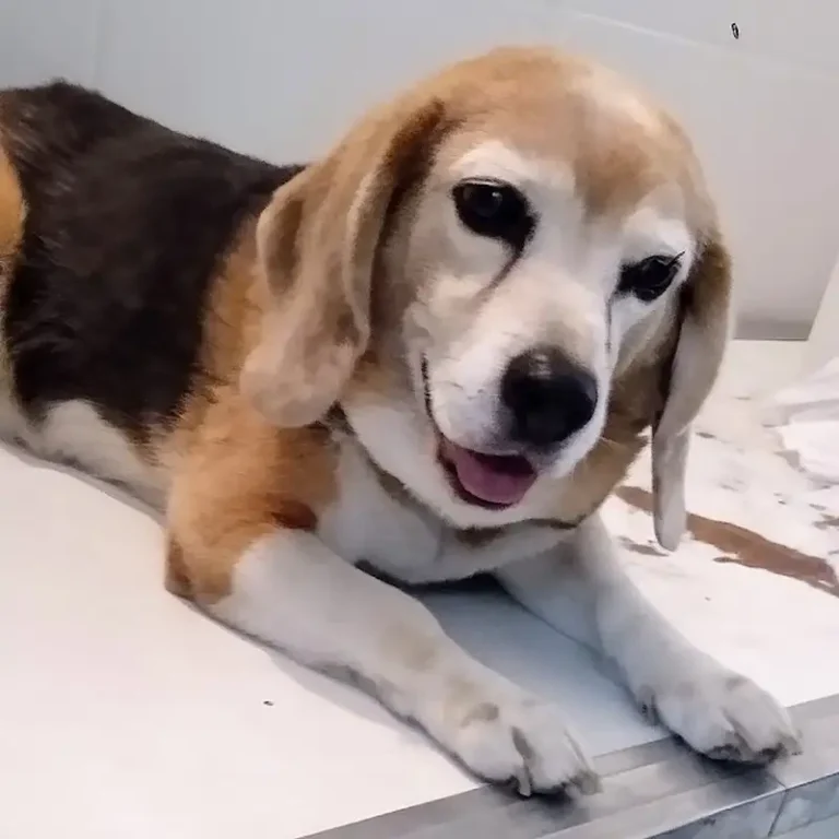 veterinaria pichos i 768x768