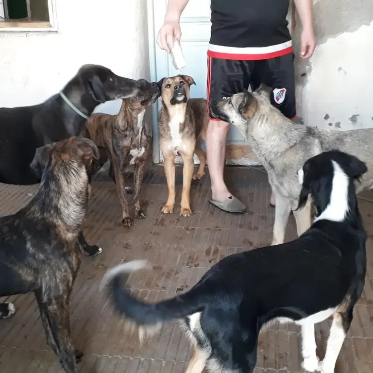 veterinaria san rafael 768x768