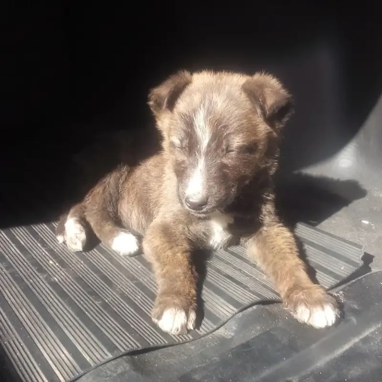 veterinaria san roque mendoza 768x768
