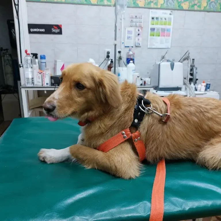 veterinaria top level 768x768
