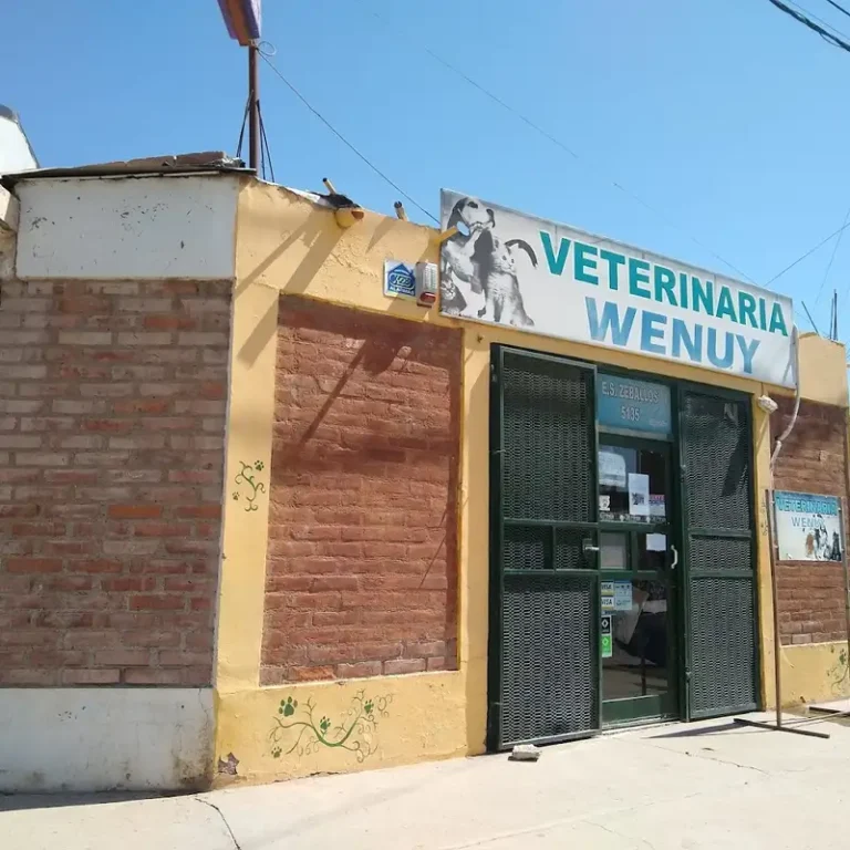 veterinaria wenuy 768x768