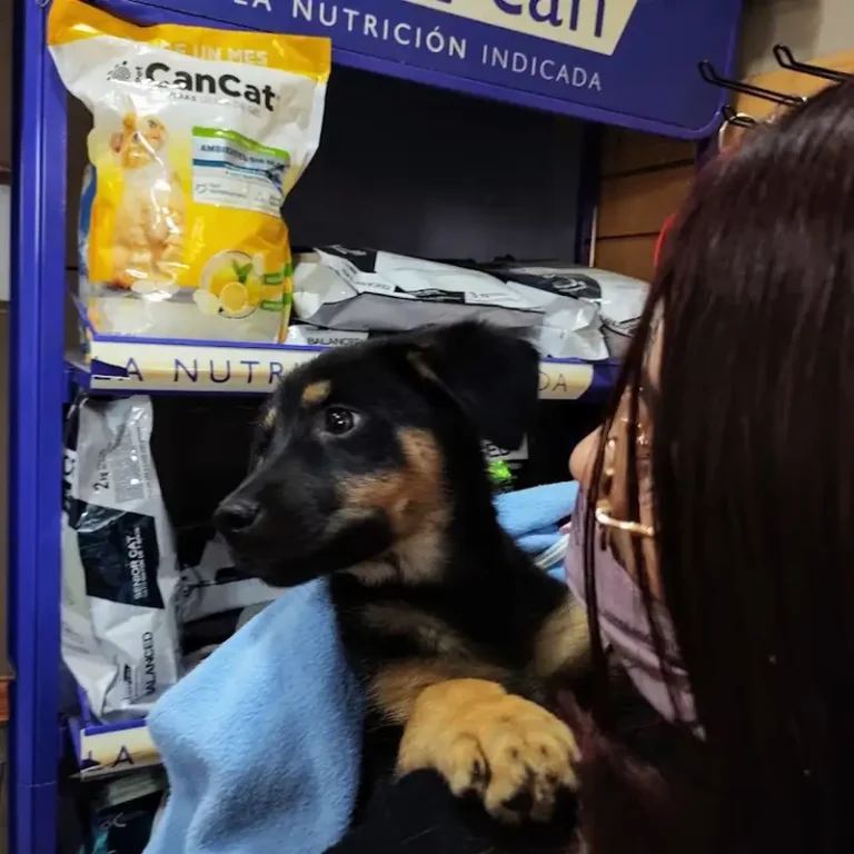 cons veterinario dra boratto 768x768