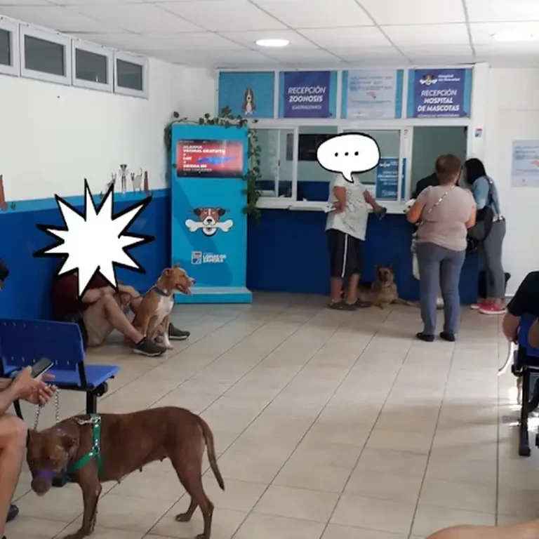 hospital de mascotas lomas de zamora 768x768