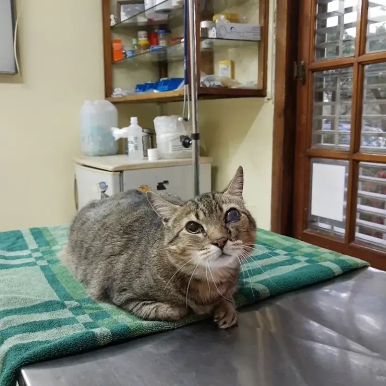 hospital veterinario de virreyes 768x768