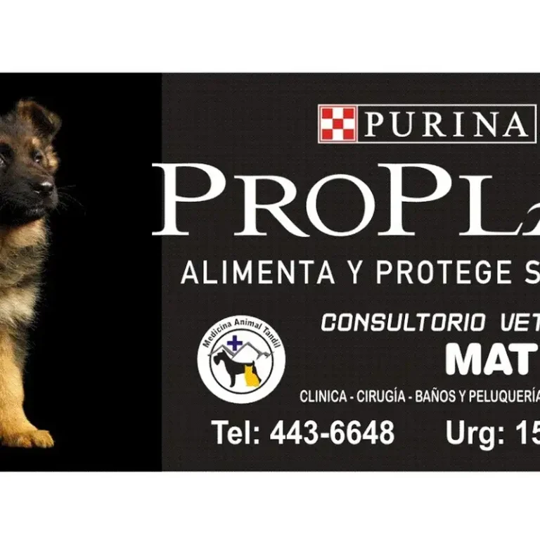 medicina animal tandil 768x768