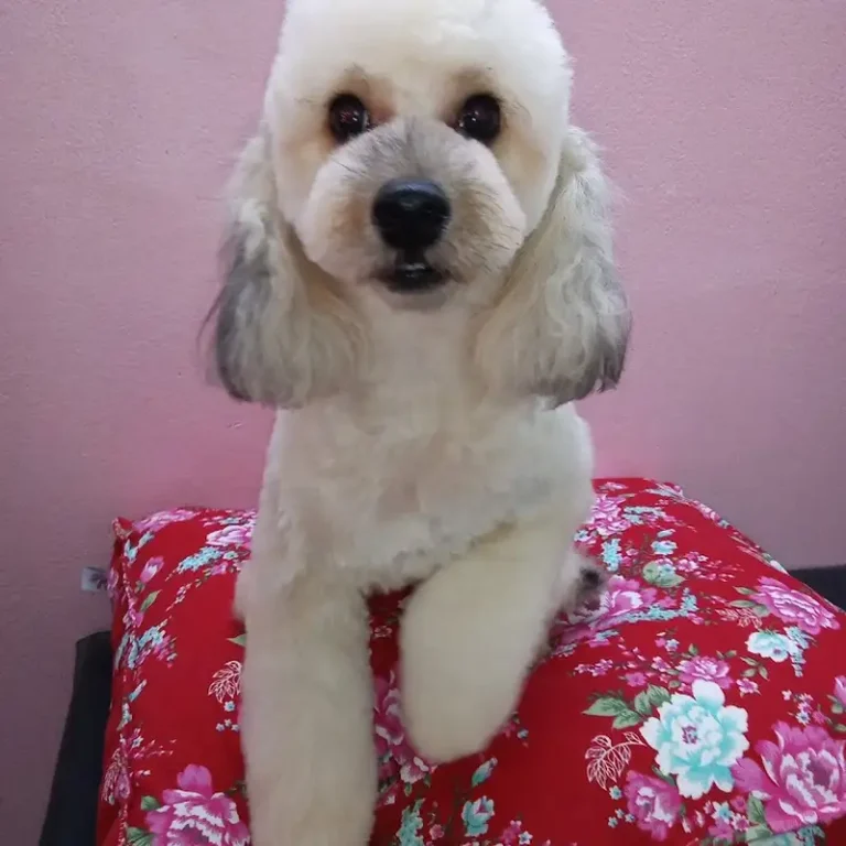 pet patas pilar 768x768