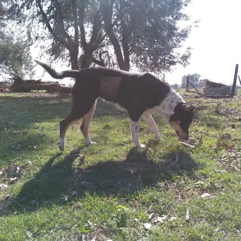 rukalaf veterinaria 768x768