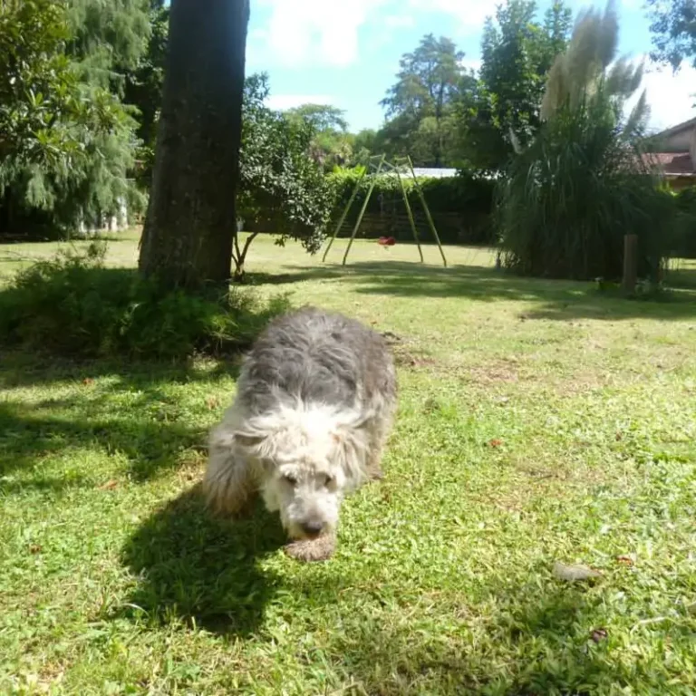 san francisco veterinaria provincia de buenos aires 768x768