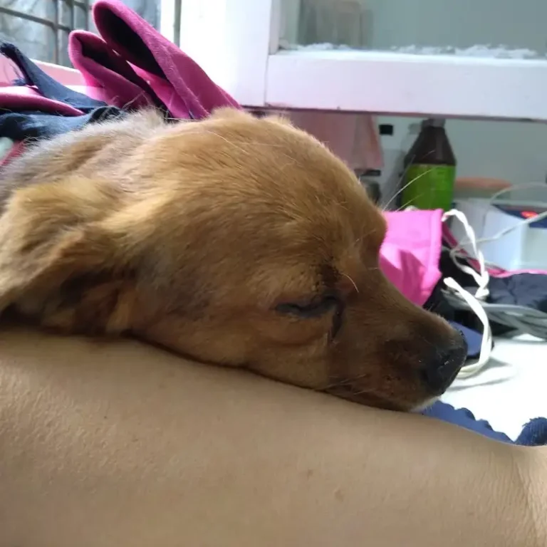santa rosa veterinaria emergency 24 hs 768x768