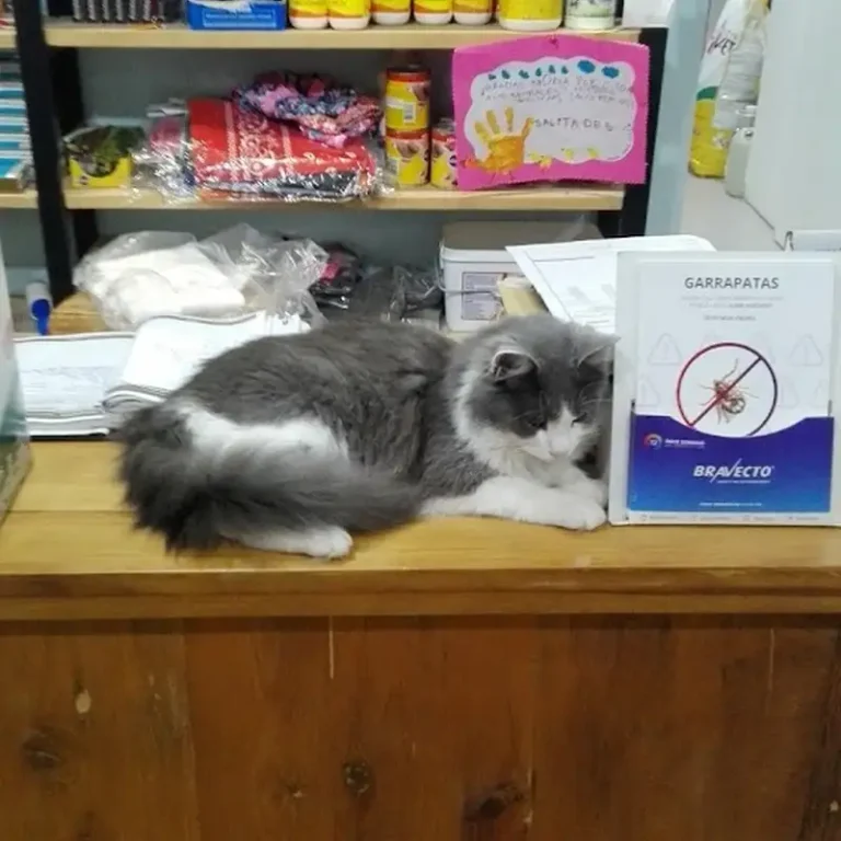 south clinica veterinaria provincia de buenos aires 768x768