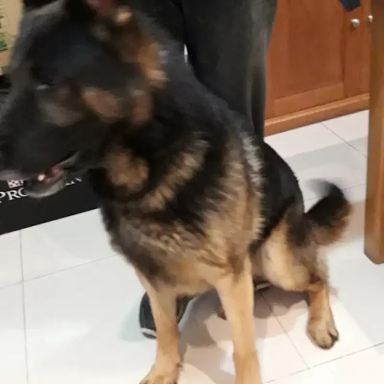 veterinaria aimale 768x768