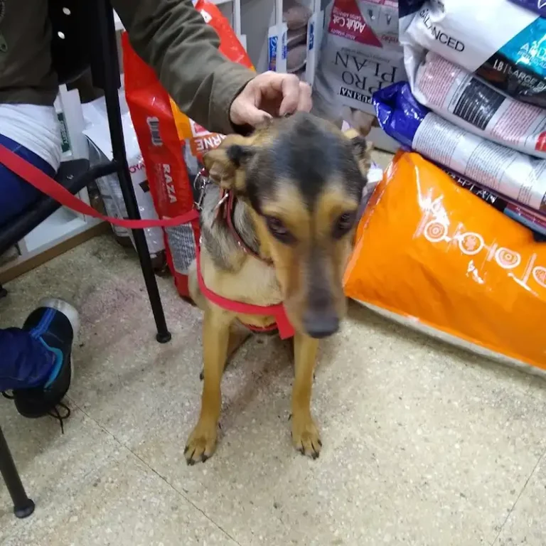 veterinaria balbin 768x768