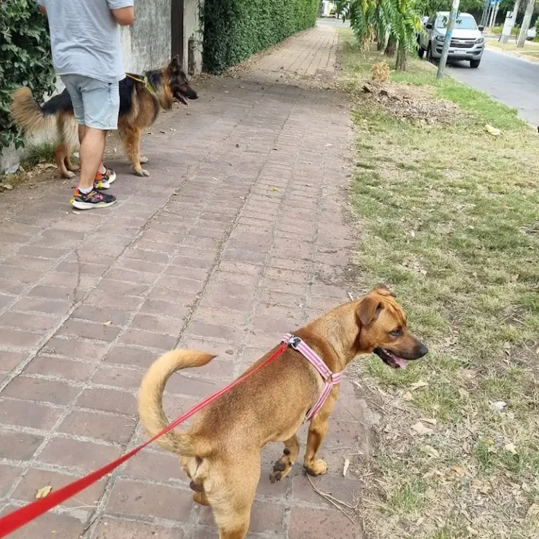 veterinaria cats dogs 768x768