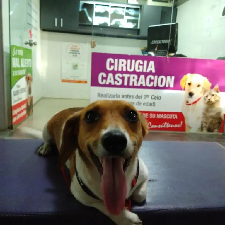 veterinaria centro mozotegui 768x768