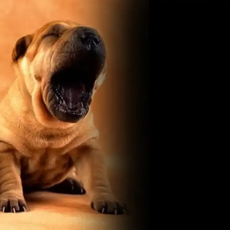 veterinaria diego 768x768