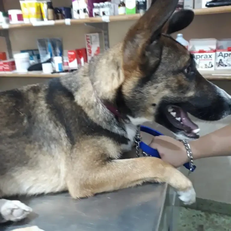 veterinaria dr dra lopez 768x768