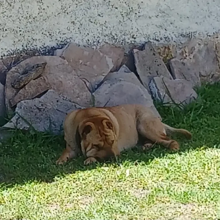 veterinaria el ombu 768x768
