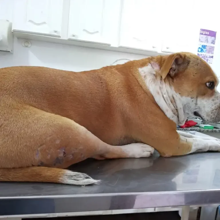 veterinaria integrativa masvet 768x768