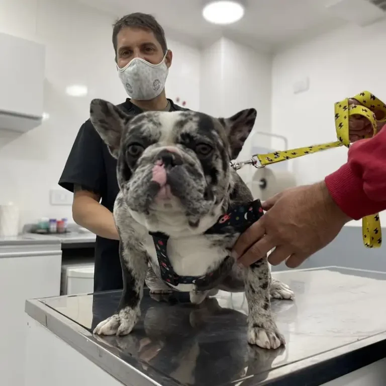 veterinaria las brisas laservet 768x768