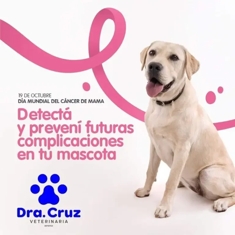 veterinaria maria cruz de miguel 768x768