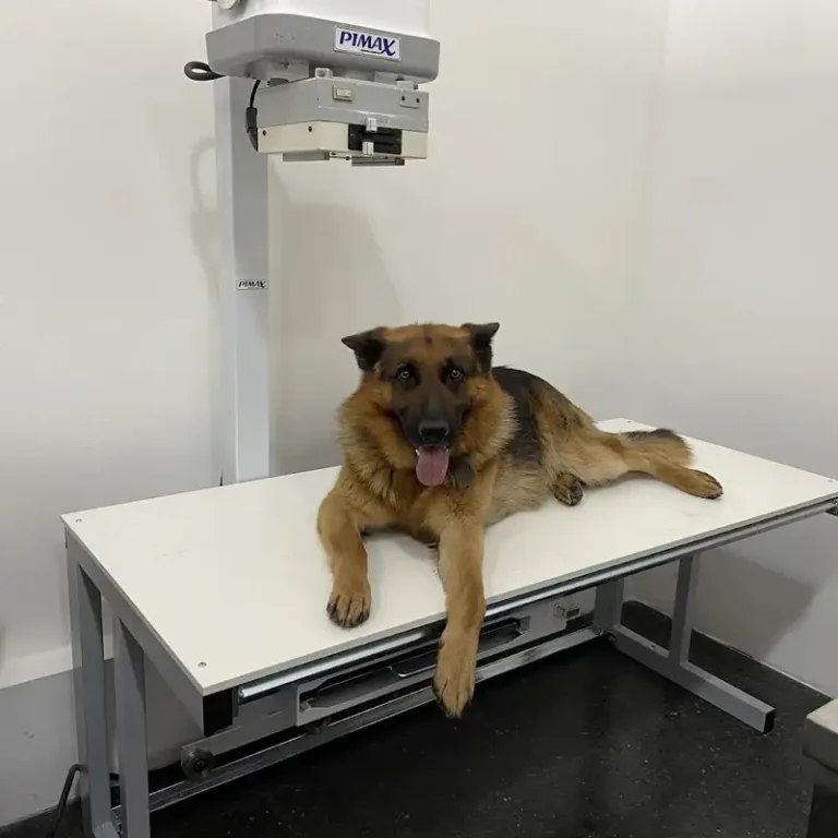 veterinaria mark 768x768