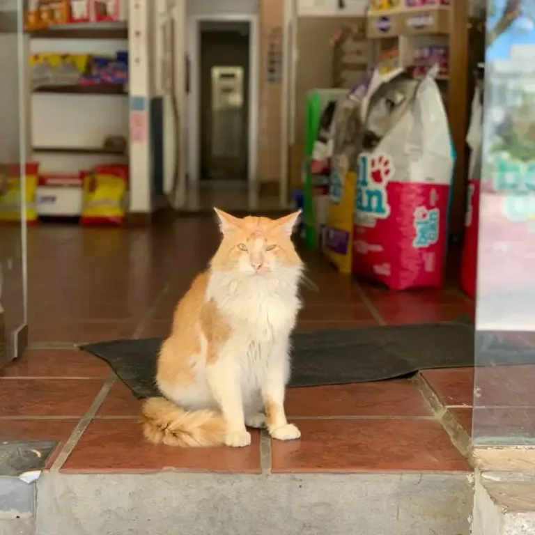 veterinaria medi pets 768x768