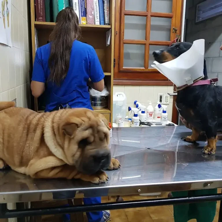 veterinaria pacheco 768x768