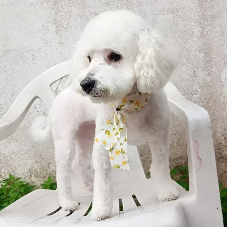 veterinaria rangone 768x768