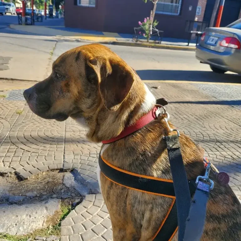veterinaria sivet 768x768