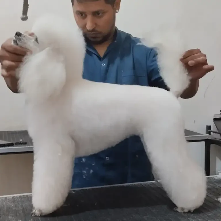 consultorio veterinario libano 768x768