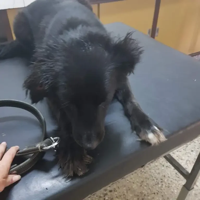 veterinaria villa adelina 768x768