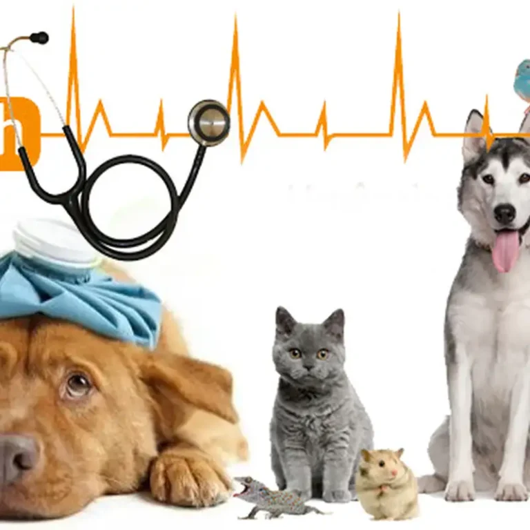 veterinario a domicilio berazategui 768x768