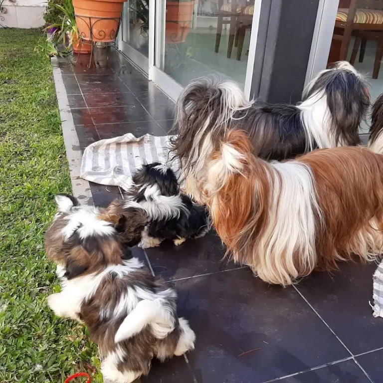 instituto integral veterinario dr sergio monge 768x768
