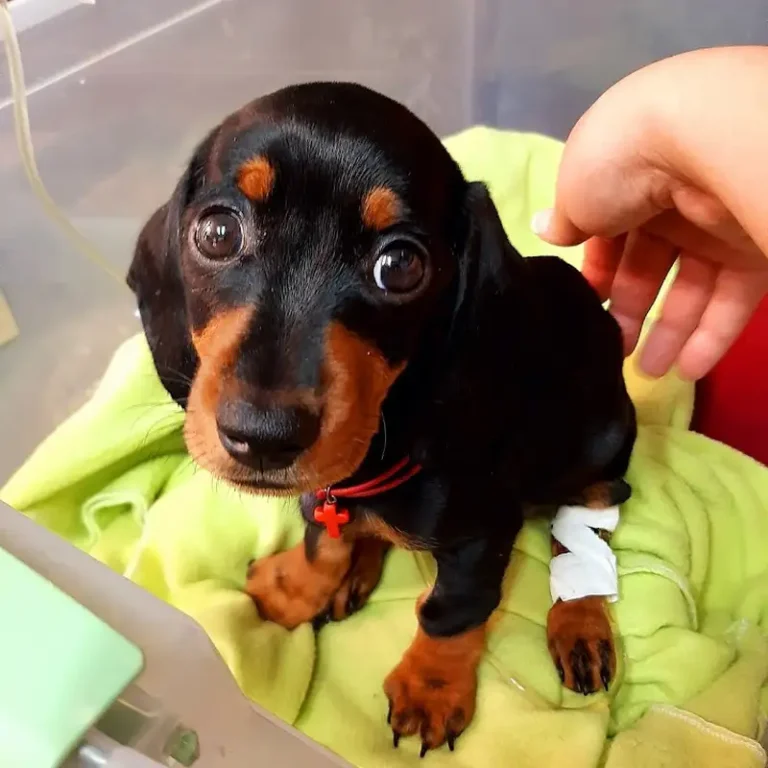 veterinaria sana sana 768x768