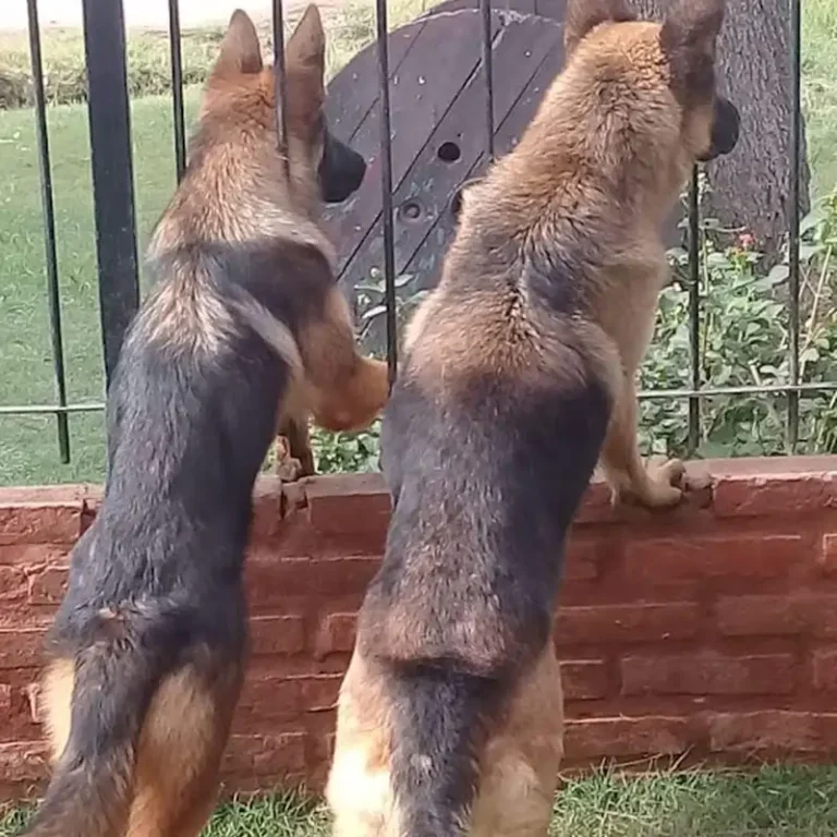 centro veterinario bienestar animal 768x768