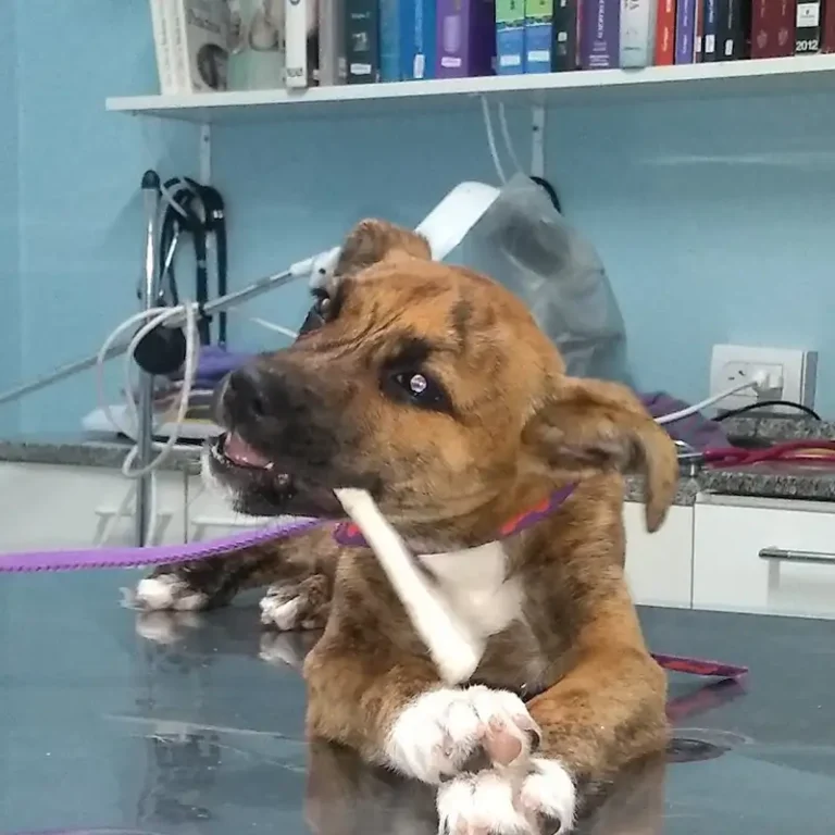 clinica veterinaria m v julieta victoriano 768x768