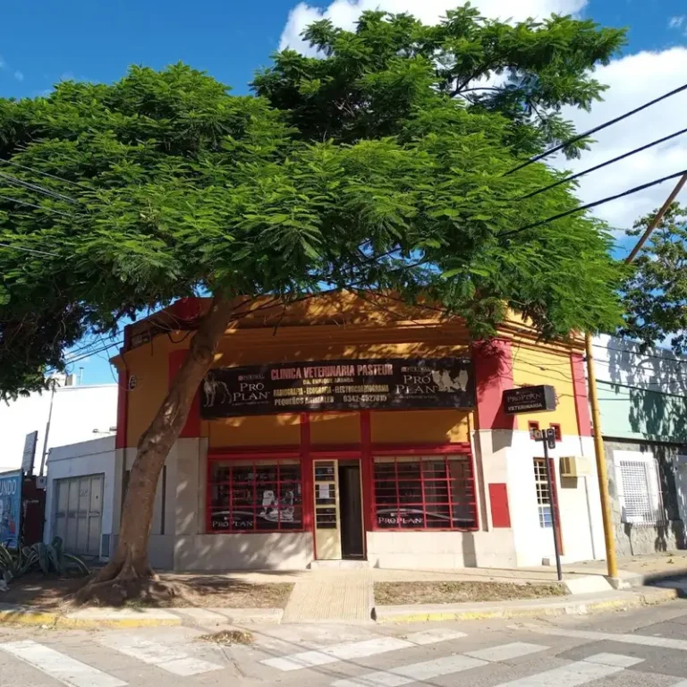 clinica veterinaria pasteur 768x768