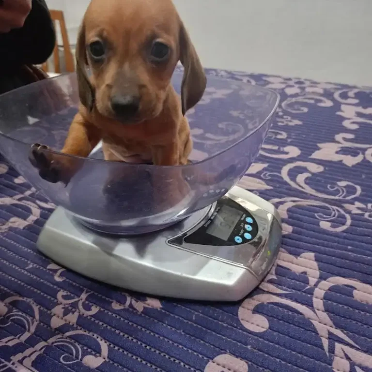 clinica veterinaria sur 768x768