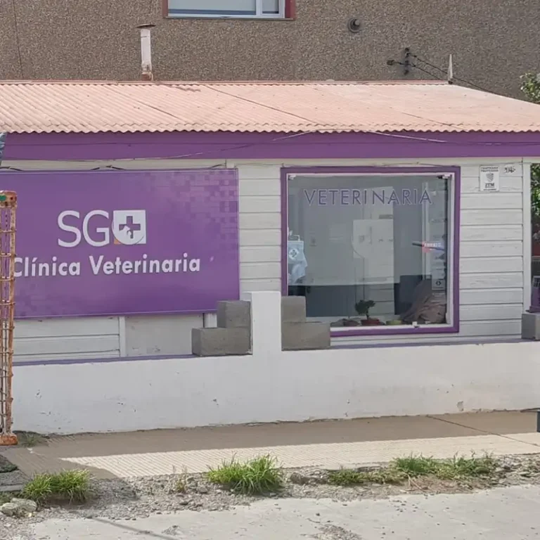 sg clinica veterinaria 768x768