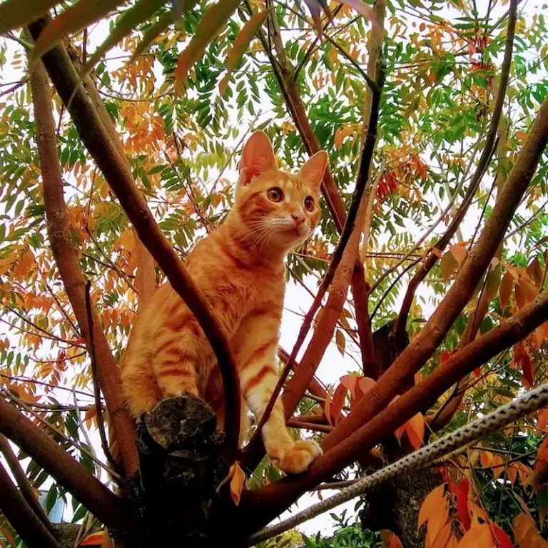 therios veterinaria 768x768
