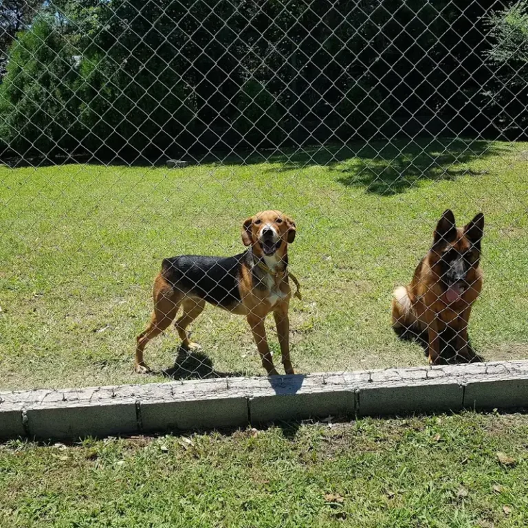 veterinaria los aromos 768x768