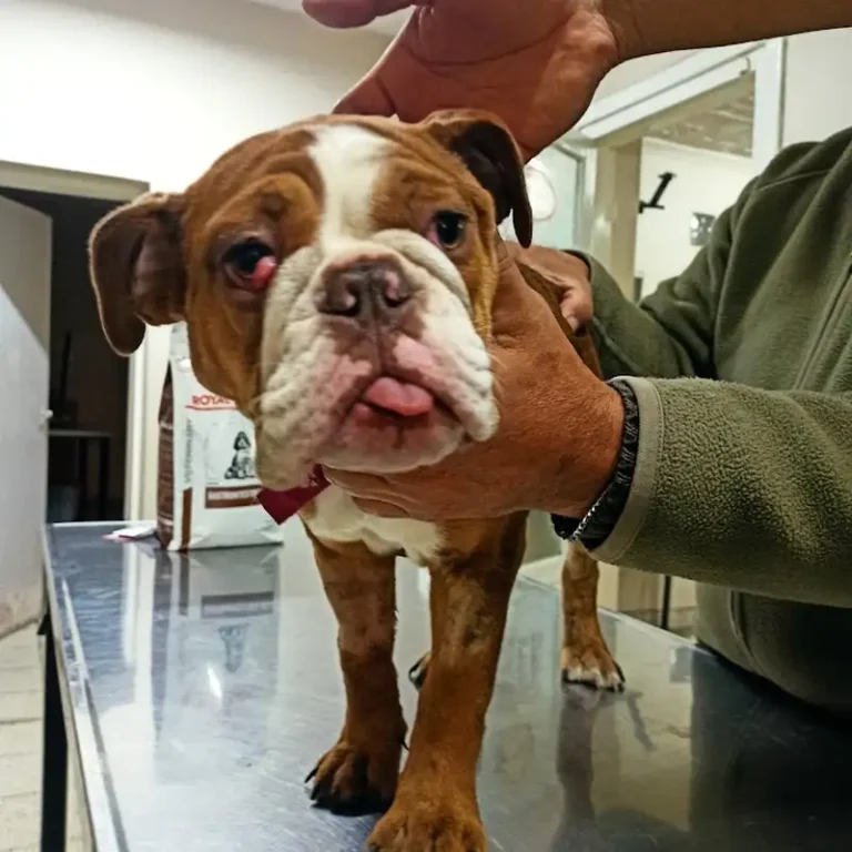 emergencia veterinaria 768x768