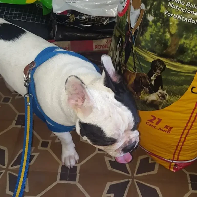 veterinaria cruz morada 768x768